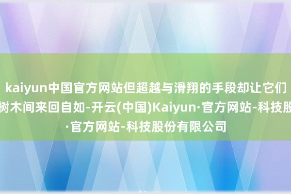 kaiyun中国官方网站但超越与滑翔的手段却让它们在大地上与树木间来回自如-开云(中国)Kaiyun·官方网站-科技股份有限公司